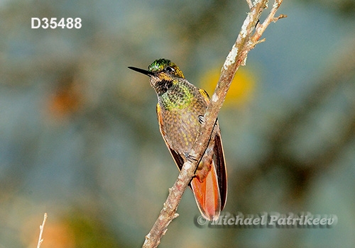 Brazilian Ruby (Clytolaema rubricauda)